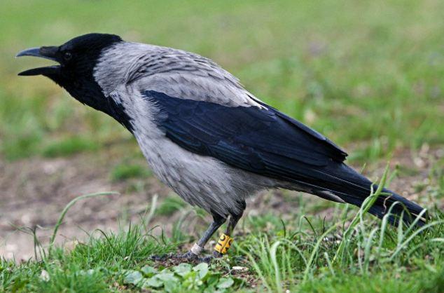 科学家发现乌鸦有非常高的逻辑思维能力