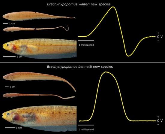 亚马孙河发现发电新物种鱼类 尾部发电当导航