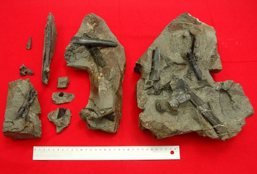 日本发现罕见翼龙化石 15块碎片来自同一躯体