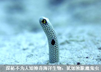 神奇海洋生物犹如独眼魔鬼虫