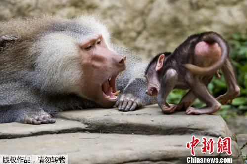 哥伦比亚新生狒狒与父亲对吼 气势十足(图)