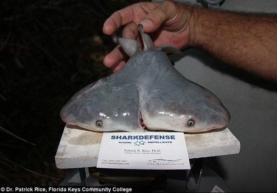 墨西哥湾发现离奇双头牛鲨:有两个心脏
