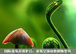 臭氧层空洞致使植物变异