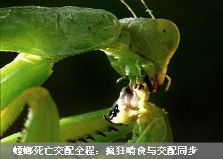 螳螂死亡交配全程