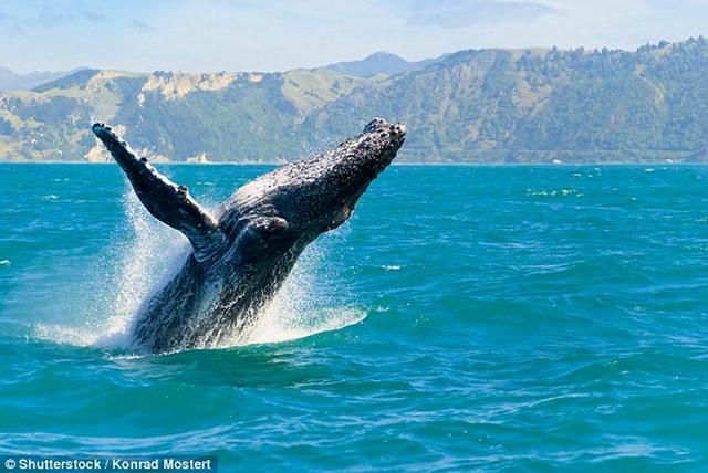 驼背鲸身体拍打水面与同伴进行“远程对话”