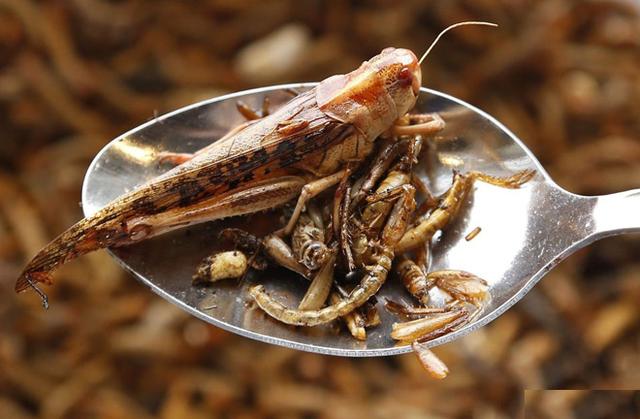 科学研究发现昆虫和海鲜一样富含营养