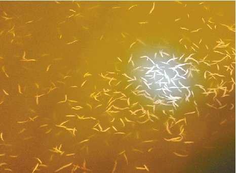 钱塘江水域发现大量浮游生物 像带刺蜈蚣