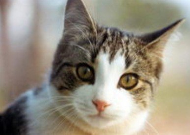 科学家发现猫携带致命新病毒 人类无法治愈
