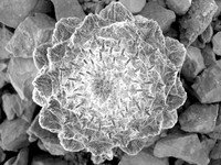研究发现植物采用“节能”方式适应温度变化_科技