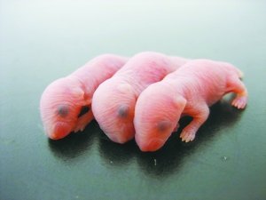 用胚胎干细胞转化的精子培育出的老鼠幼崽图片