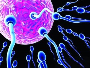 生命研究新突破:女性身体培育人造精子