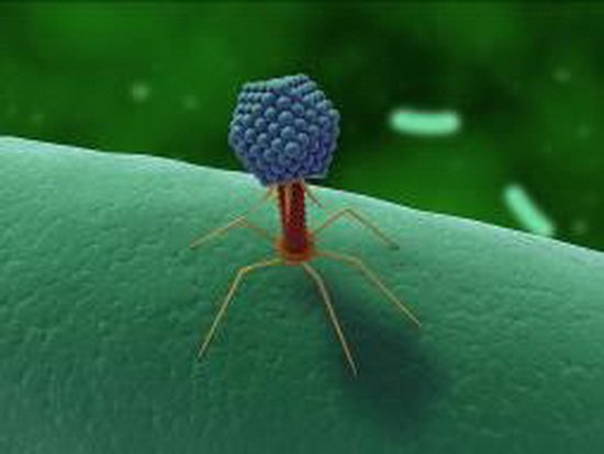 噬菌体发动微生物战争可杀死植入器附着细菌