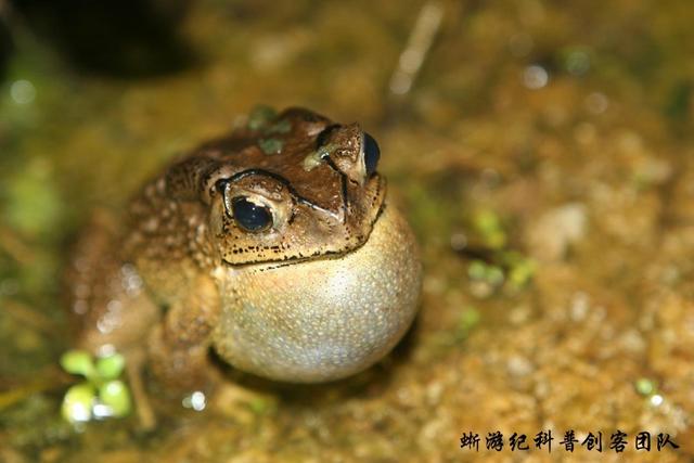 图3黑眶蟾蜍 duttaphrynus melanostictus的鸣囊,别看其貌不扬,但鸣声