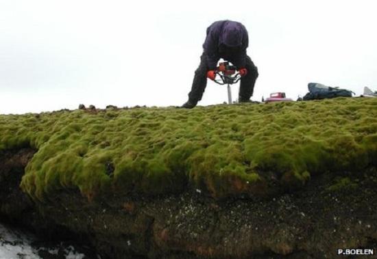 英科学家成功唤醒冰冻1500年的古老苔藓