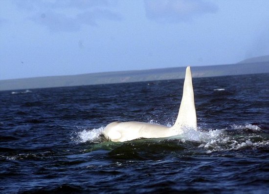 俄罗斯海域首次发现野生成年"白化杀人鲸"