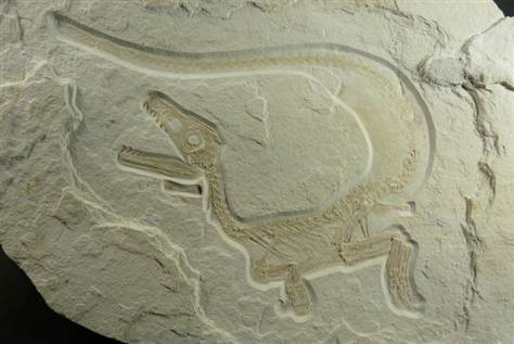 科学家首次发现与鸟类亲缘较远的带羽毛恐龙