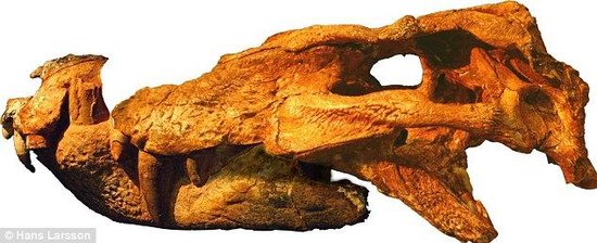 巴西发现7000万年鳄鱼新种化石 外形似恐龙_科技