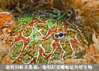 全球最怪异蛙类集锦