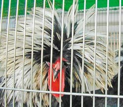 台湾男子将宠物鸡拿来下酒 妻子怒休酗酒夫