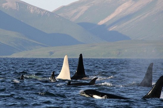俄罗斯海域首次发现野生成年"白化杀人鲸"