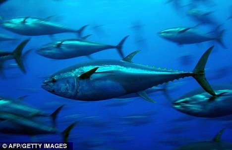 多个金枪鱼物种濒临灭绝 专家呼吁法定禁捕_科技
