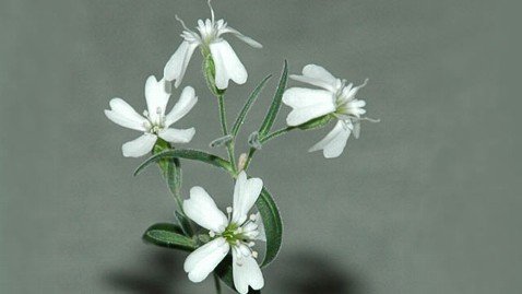 俄科学家成功复活三万年前植物种子创纪录