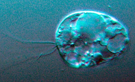 挪威湖泊发现人类最远的微生物亲属物种 