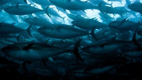 美西海岸首次发现大量金枪鱼携日本核辐射物