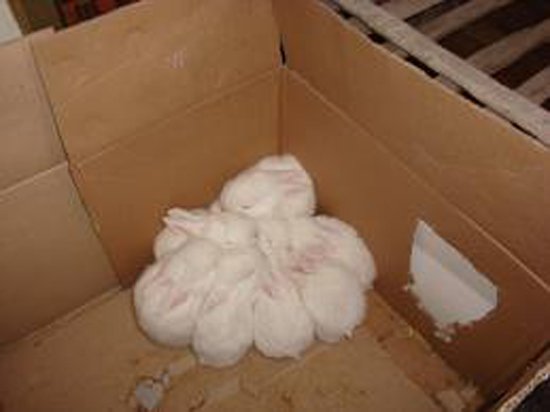 初生小兔会抱团 对于种群的延续很重要