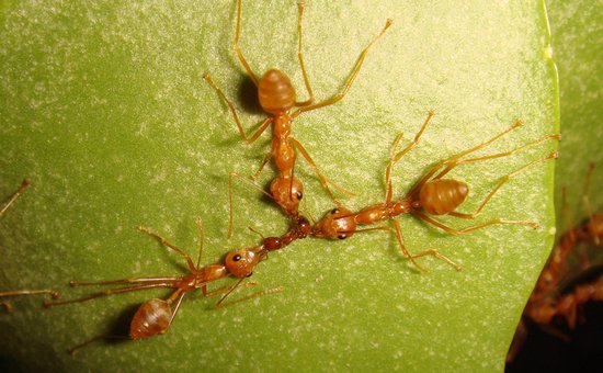 科学家发现蚂蚁社会等级森严分工细致原因