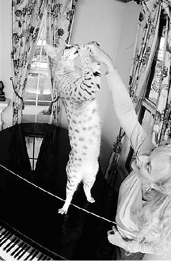 美国带草原猫咪已被驯化 高1.08米创世界纪录