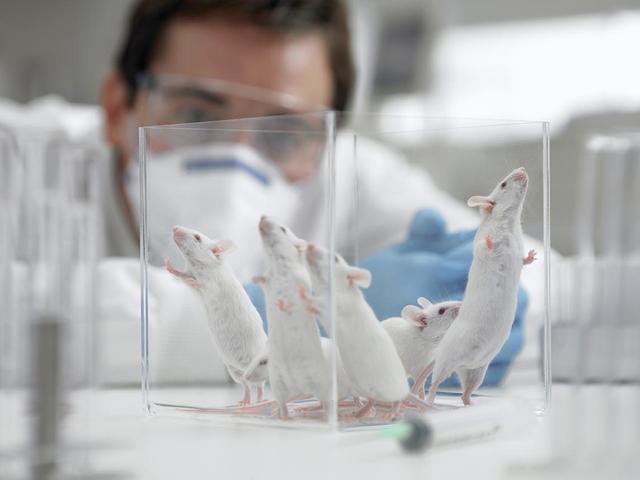 科学家发现能延缓老鼠衰老的天然化合物