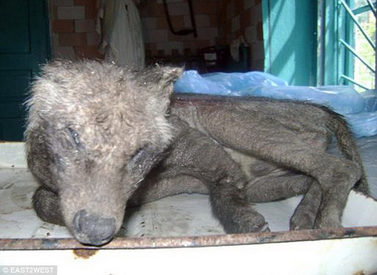 乌克兰射杀卓柏卡布拉 可能是放射性畸形动物