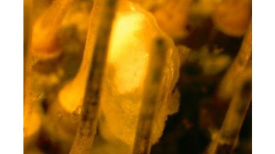 科学家确定蛤蜊新物种 奇特外形酷似外星人