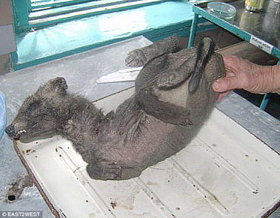 乌克兰射杀卓柏卡布拉 可能是放射性畸形动物