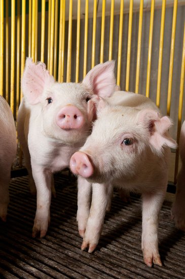 美证实猪饲料中抗生素使猪成为"细菌猪"