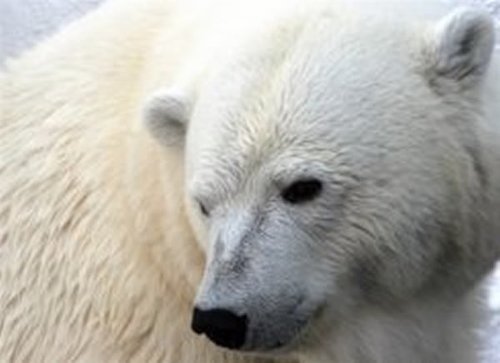 60万年前北极熊和棕熊已开始出现分化