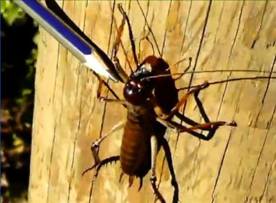 男子发现世界最重昆虫:比老鼠重3倍喜吃萝卜_科技_腾讯网