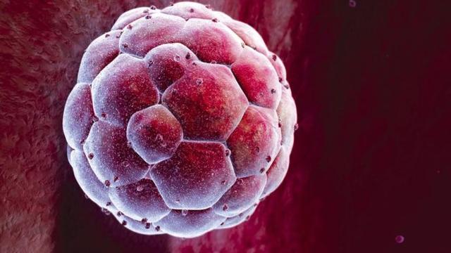 英政府部门首次通过人类胚胎转基因实验申请
