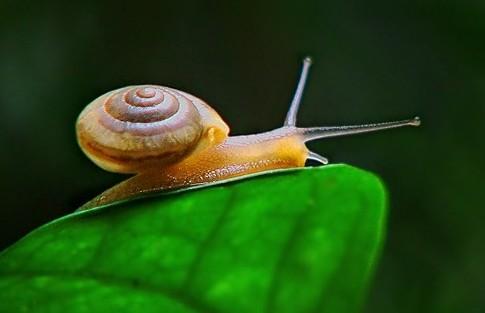 研究发现：百分之五的蜗牛为左撇子