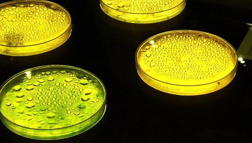 乌克兰细菌拆弹技术可让爆炸物转化为有机肥