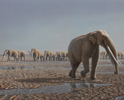 阿联酋发现700万年前象群足迹化石(图)
