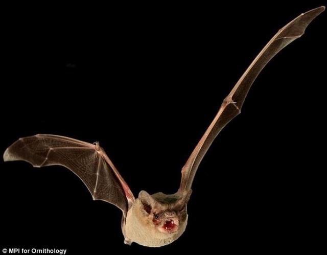 研究发现巴西无尾蝙蝠水平飞行时速160公里