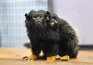 香港海洋公园红掌狨猴生下双胞胎