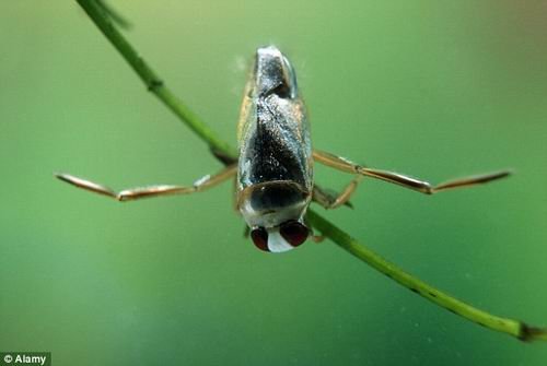 自然界噪音之王：水昆虫用生殖器官“高歌”_科技