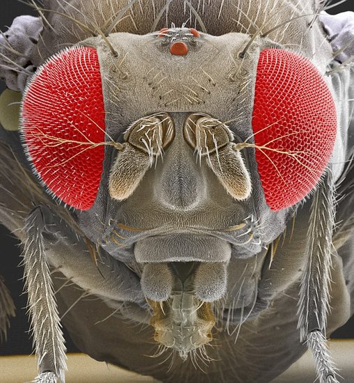 电子扫描显微镜下的果蝇:目前科学家最新研究显示当果蝇失恋时会倾向