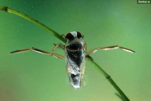 二毫米小昆虫能用生殖器官发出99分贝的噪音