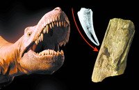 化石重现恐龙捕食瞬间 拥有强大攻击力