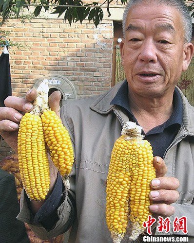 河北省鸡泽县农民种出“双胞胎玉米”(图)