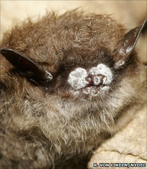 美发现白鼻真菌致蝙蝠大批死亡 传播势头迅猛